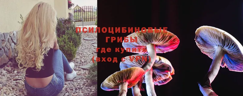 Галлюциногенные грибы Psilocybe  Дагестанские Огни 